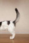Молодой котенок с черными пятнами — стоковое фото
