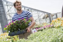 Man working in greenhouse. — Stock Photo