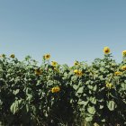 Campo di girasoli alti — Foto stock