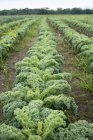 Rows of curly green vegetable plants — Stock Photo