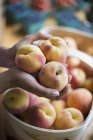 Person hält Hände voller Pfirsiche. — Stockfoto