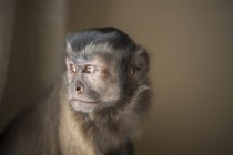Capuchin monkey seated — Stock Photo