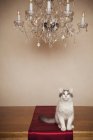 Gatto seduto sotto il lampadario — Foto stock