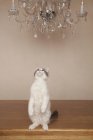 Cat under a chandelier — Stock Photo