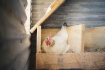 Chicken laying egg — Stock Photo