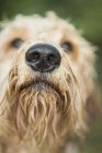 Golden labradoodle standing in water — Stock Photo