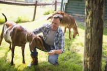 Homem em paddock com duas cabras grandes — Fotografia de Stock
