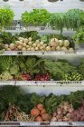Rangées de légumes fraîchement cueillis — Photo de stock