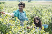 Girl and man standing surrounded by blueberry plants — Stock Photo