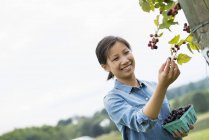 Woman reaching up to pick blackberries — Stock Photo