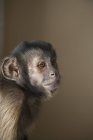 Капуцин обезьяна сидит — стоковое фото