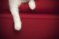 Gattino su divano rosso — Foto stock