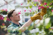 Man working in greenhouse. — Stock Photo