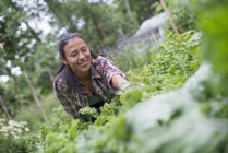 Donna appoggiata a raccogliere erbe fresche — Foto stock