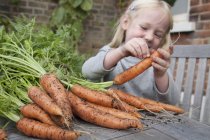 Child inspecting freshly picked carrots — Stock Photo