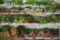 Reihen von frisch gepflücktem Gemüse — Stockfoto