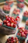 Organic cherries in punnets. — Stock Photo