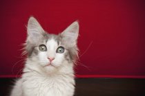 Kitten with eyes wide open — Stock Photo