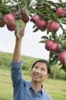 Mujer recogiendo las manzanas maduras . - foto de stock