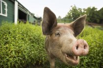 Свинья на органической ферме — стоковое фото