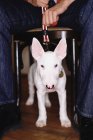 Staffordshire bull terrier perro - foto de stock