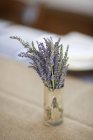 Горщик зі свіжими квітами лаванди — стокове фото