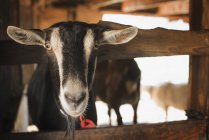 Chèvre à la ferme biologique . — Photo de stock