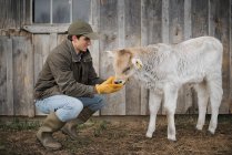 Agricultor do sexo masculino que cuida do vitelo — Fotografia de Stock