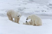 Eisbären in freier Wildbahn. — Stockfoto