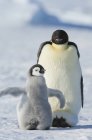 Emperor penguin with fluffy penguin chick — Stock Photo