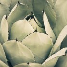 Агавский кактус — стоковое фото