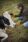 Farmer tending cow — Stock Photo