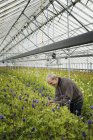 Organic plant nursery glasshouse — Stock Photo