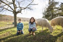 Niños en un paddock con ovejas . - foto de stock