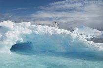 Pingüino Adelie encima de un iceberg - foto de stock