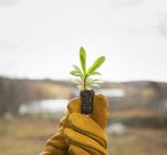 Mão de luva segurando nova planta cultivada de sementes — Fotografia de Stock