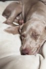 Weimaraner щенок спит — стоковое фото