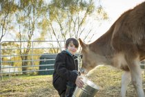 Мальчик кормит теленка за ведром — стоковое фото