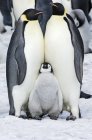 Imperatore pinguini e un bambino pulcino — Foto stock