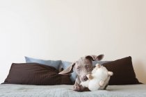Weimaraner puppy playing with stuffed toy — Stock Photo