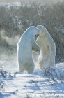 Білі ведмеді борються на снігу — стокове фото