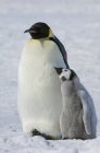 Dos pingüinos emperador - foto de stock
