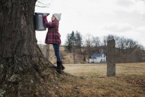 Mädchen zapft Saft von Baum ab. — Stockfoto