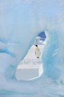 Imperador pinguim em pé no gelo — Fotografia de Stock