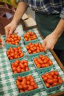 Homme arrangeant une rangée de punnets de tomates . — Photo de stock