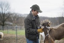 Agricultor que trabalha na exploração e cuida de cabras . — Fotografia de Stock