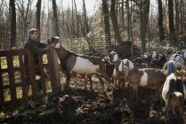 Человек, стоящий в загоне со стаей коз — стоковое фото