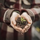 Person holding a small plant seedling in soil — Stock Photo