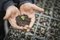 Healthy new seedling in hands — Stock Photo