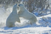 Osos polares luchando en la nieve - foto de stock